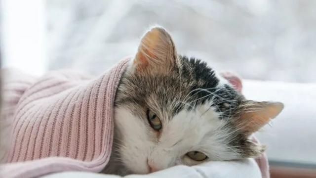猫咪肾衰，猫咪肾衰竭是什么引起的（猫咪肾衰竭早期症状）