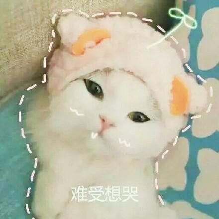 猫咪表情包大全图，可爱的猫咪表情包合集