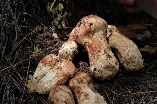 吃松茸的禁忌，松茸怎么吃法大全（健康口感两不误的养生圣品）