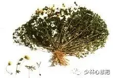 白牛胆的功效与作用，白牛胆的功效与作用禁忌（中药图片大全与功效）