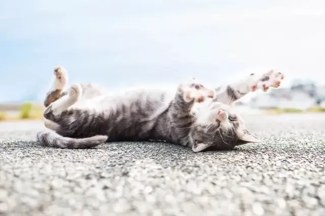 公猫不绝育会怎么样，公猫不做绝育会怎样（如果不给猫咪做绝育）