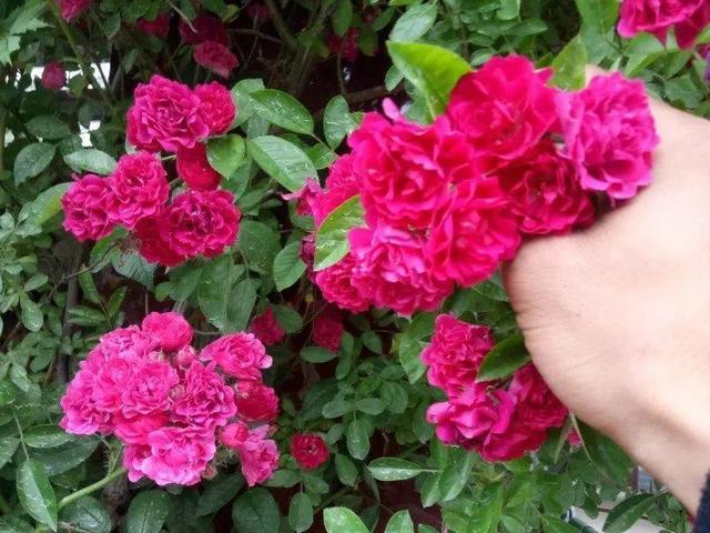 类似爬山虎的植物有哪些，除了爬山虎还有什么植物（7种超强繁育能力爬墙花）