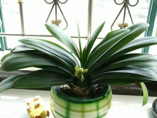 瓜子属于坚果吗，瓜子花生属于坚果类吗（给花吃点瓜子）