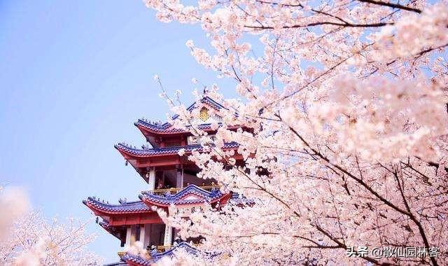 中国樱花有几个品种，中国樱花树品种（这81种樱花）