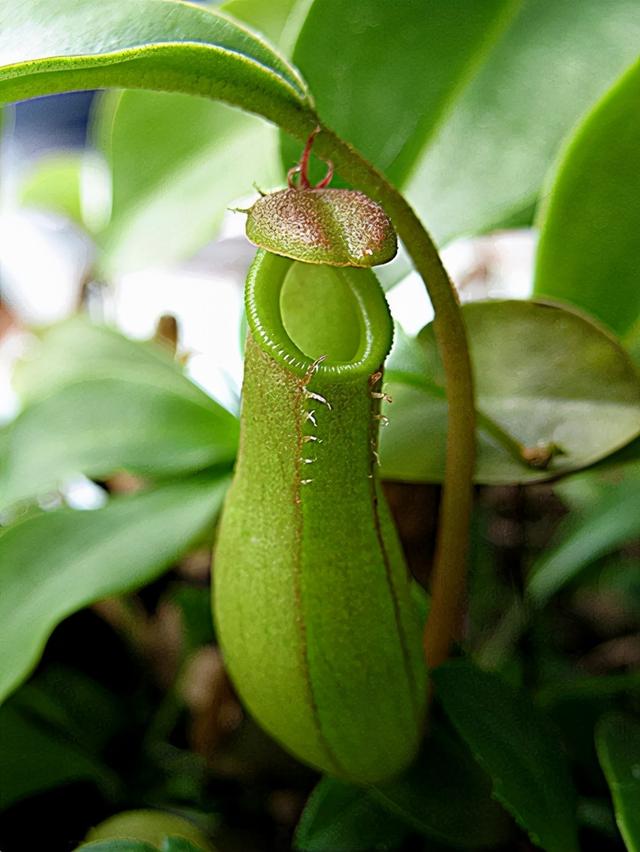 热带雨林都有什么植物，热带雨林都有什么植物名称（打造一个热带风情的家）