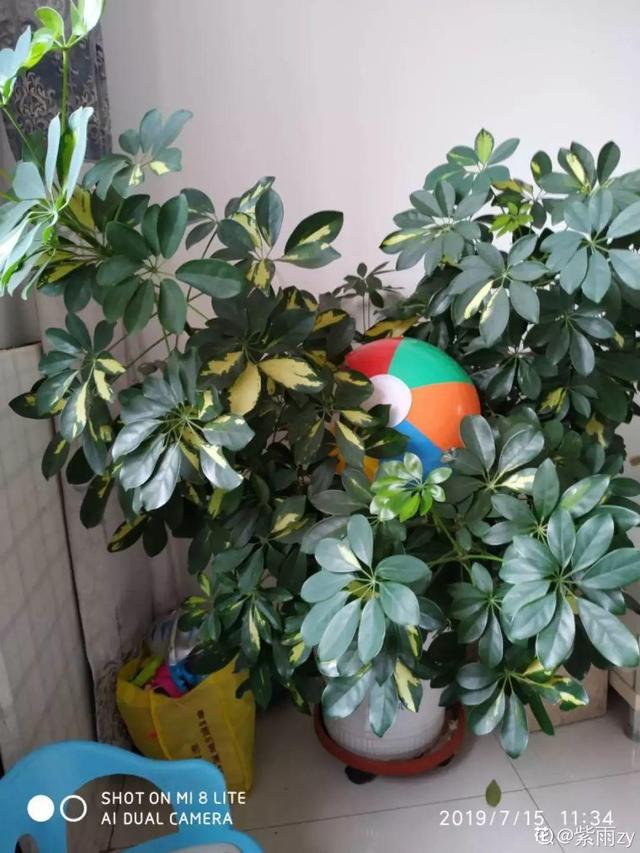 鹅掌柴的作用与功效，鹅掌柴的功效与作用（一养就能养20年）