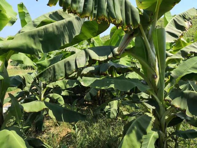 中国树蛙的品种简介，中国树蛙品种大全（他在蕉林里的发现）