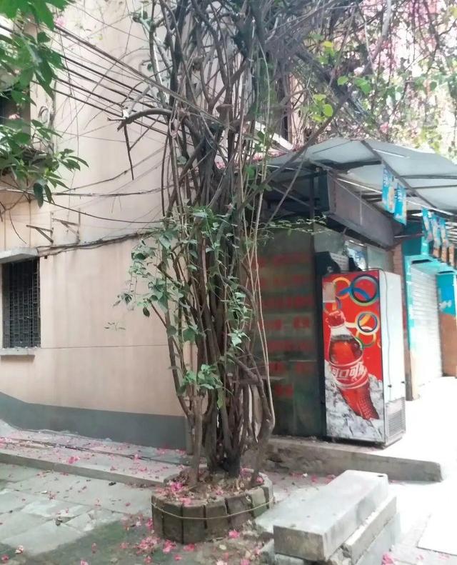 一梦两三年一花一世界网名，一梦两三年一花一世界微信昵称（千年的紫藤树···5种花越老越值钱）