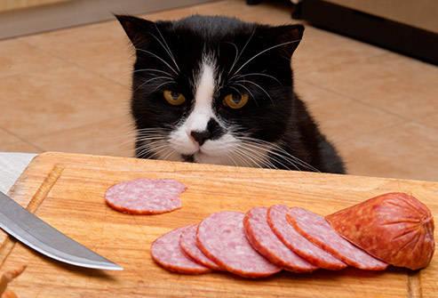 猫可以吃鸡胸肉吗，猫咪可不可以吃鸡肉（天天只知道给猫咪吃猫粮）