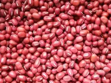 怎么查询鸽子的成绩，怎么查找鸽子的成绩（学习强豪养鸽秘诀）