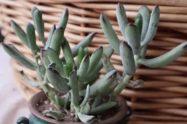 丸叶松绿怎么养，丸叶松绿的叶子可用来繁殖吗（养多肉，记名字，预防老年痴呆）