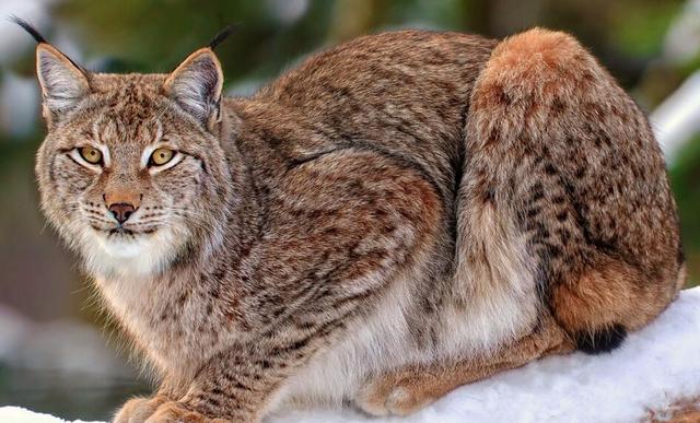 森林里有什么动物，生活在森林里的动物有哪些（就算是狼见了，都要叫“大哥”）