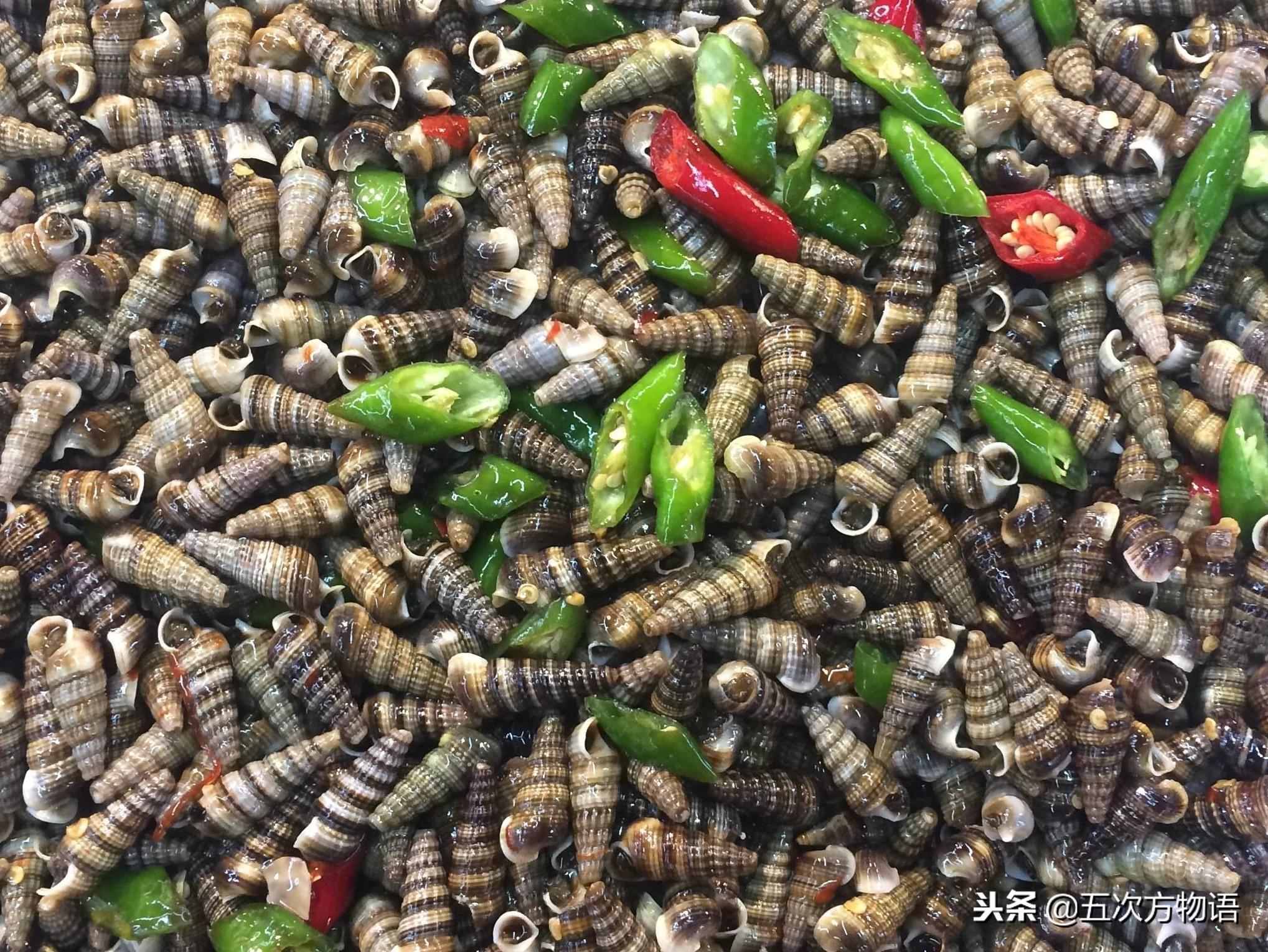 常见食用海螺图片