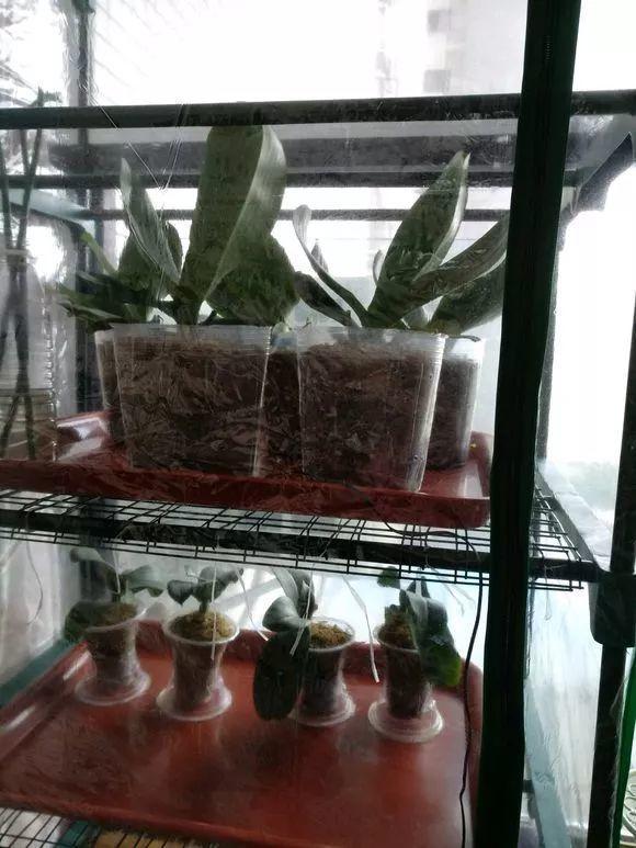 蝴蝶兰的养殖方法和注意事项，蝴蝶兰的养殖方法及注意事项大全（蝴蝶兰想养好很容易）