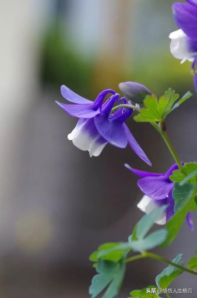 七色堇花语是什么，七色堇花语和传说（这些奇花异草太美了）