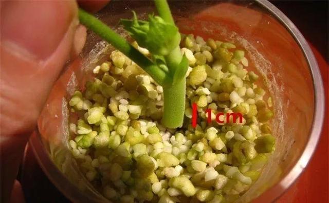 自制雾状小喷壶，自制实用喷水壶（它是扦插万能土）