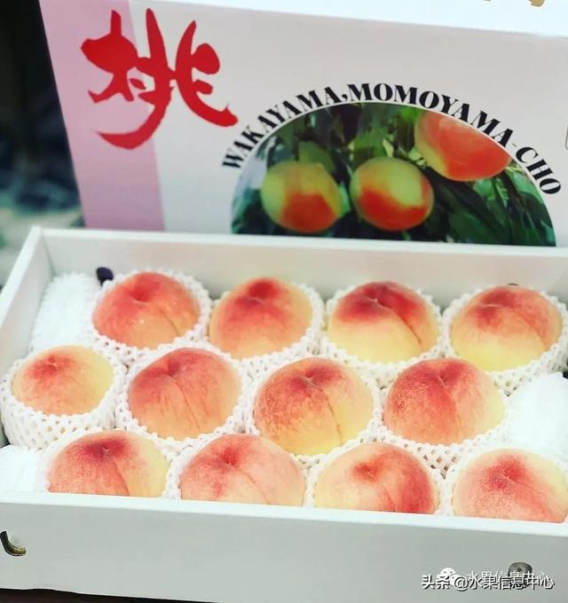 水蜜桃成熟什么时候，水蜜桃成熟季节是什么时候（中国常见水蜜桃产地品种及上市时间）