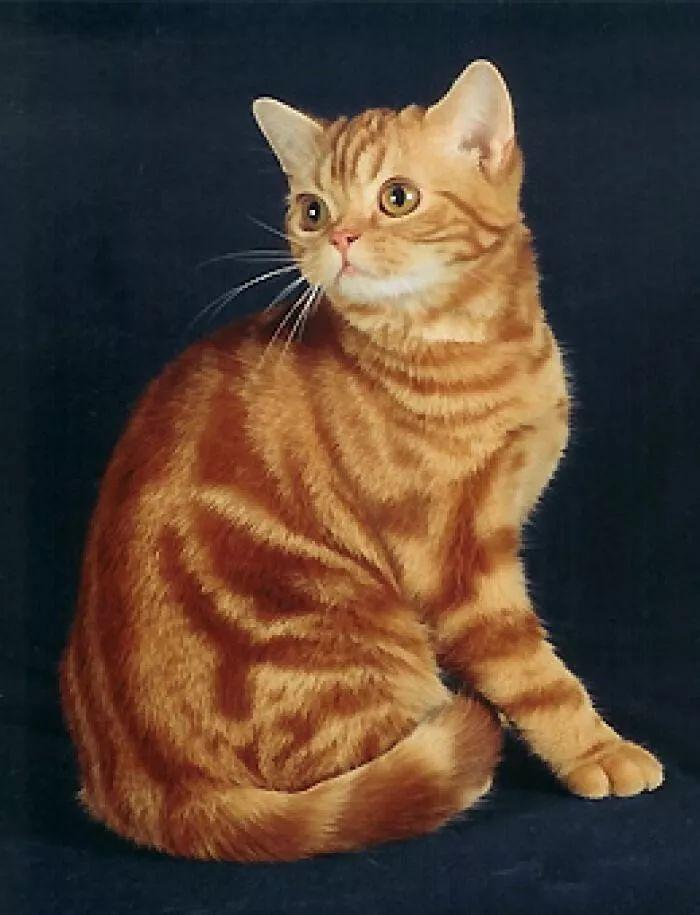 美短猫银虎斑多少钱(关于最好养的品种猫) - 价格百科