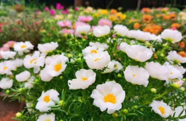 太阳花什么时候开花，向日葵什么时候开花（看看这3个“条件”）