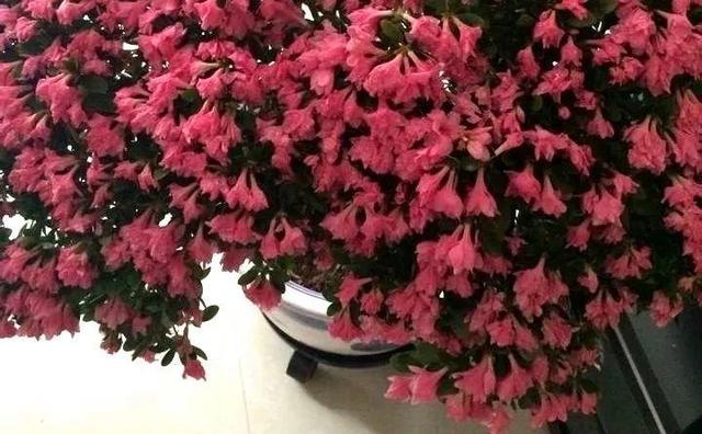 东洋杜鹃怎么养，花开的比叶还多