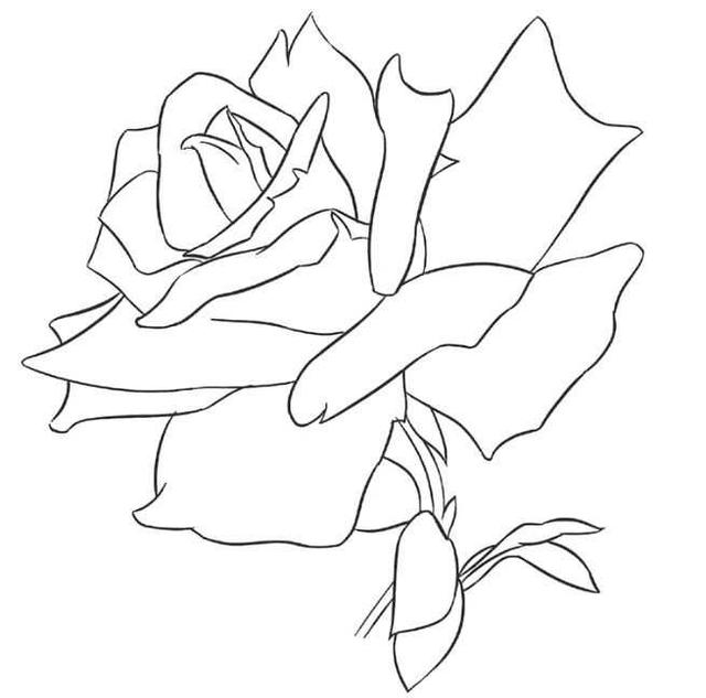 玫瑰花简易画法,玫瑰花简易画法视频(最详细的玫瑰花画法步骤教程)