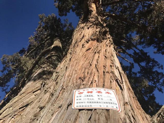 百香籽菩提盘玩技巧，百香籽菩提盘玩技巧视频（柏香籽的盘玩之道）