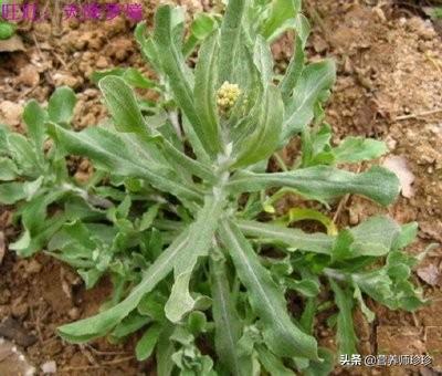 鼠尾草适合南方还是北方，鼠尾草是怎样进行插枝繁殖的