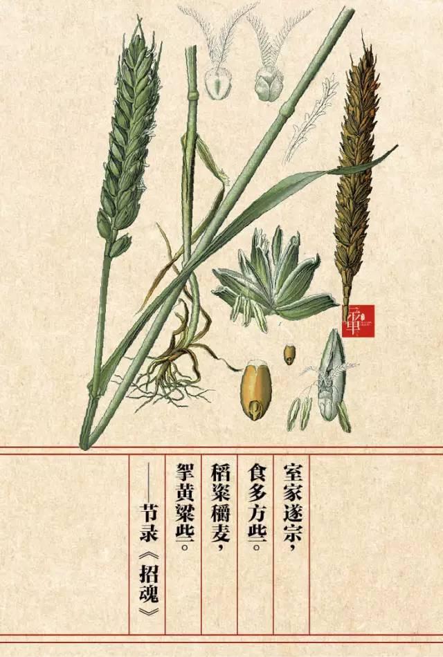 木兰科的常见地被植物有哪些，常绿木兰科植物有哪些（收藏起来留给孩子慢慢看）