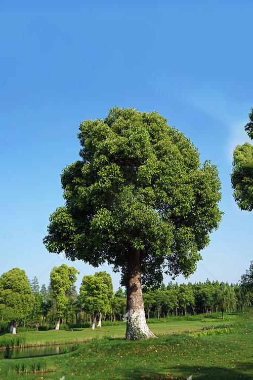 干货 |园林景观常用绿化树种汇总,全国各市常用分类