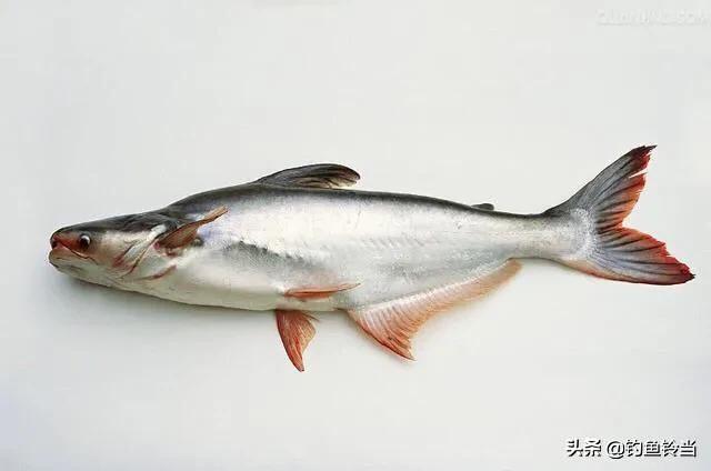 龙利鱼产地是什么地方，龙利鱼产地中国哪里（如何钓经济价值高的巴沙鱼）