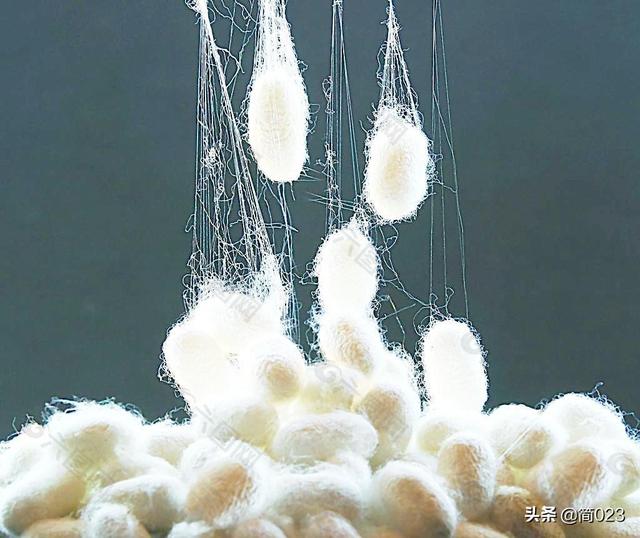 超细纤维是什么材质，超细聚酯纤维是什么材质（服装材料学——丝纤维）