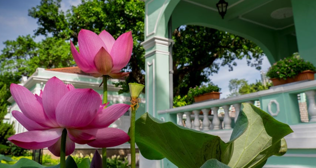 澳门的市花是什么，澳门的市花是什么名字（二十一届澳门荷花节体验这个莲花宝地）