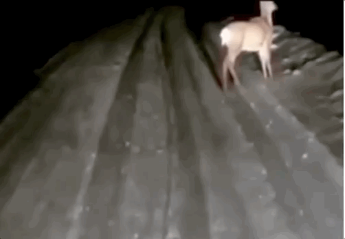 狍子为什么叫傻狍子，狍子为什么叫傻狍子视频（硬是把自己蠢成了国家保护动物…）