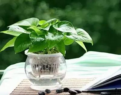 吸甲醛植物排名，室内植物盆景十大排名（为了家人健康转起来）