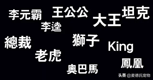 猫咪起什么名字最好听母猫，中国铲屎官绝对把气质