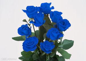 蓝玫瑰代表什么，两只蓝色玫瑰代表什么（各种颜色的玫瑰花语）