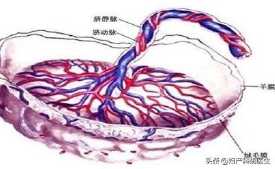 胎盘能吃的吗，胎盘可以吃（医生说，当心患病才是真的）