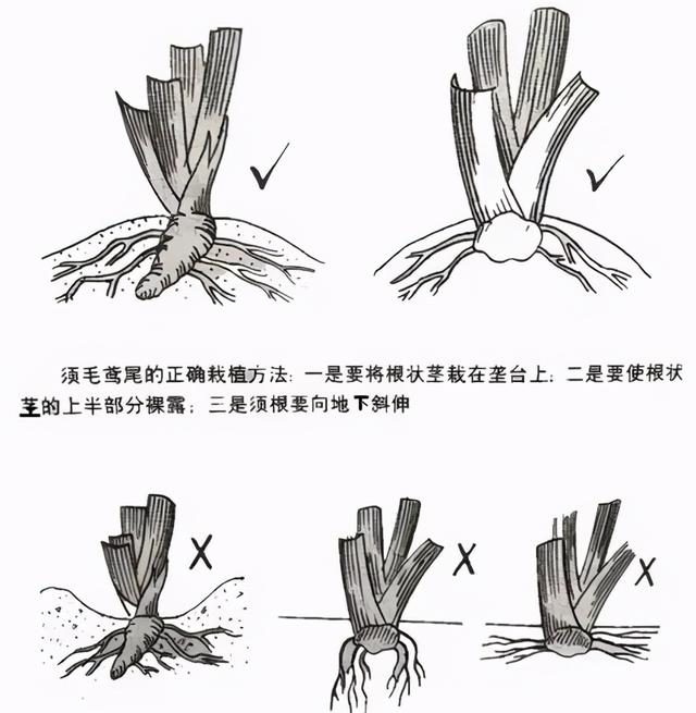 鸢尾花的寓意是什么，鸢尾花是什么含义（全球70000多个品种的这类植物原来都叫鸢尾）