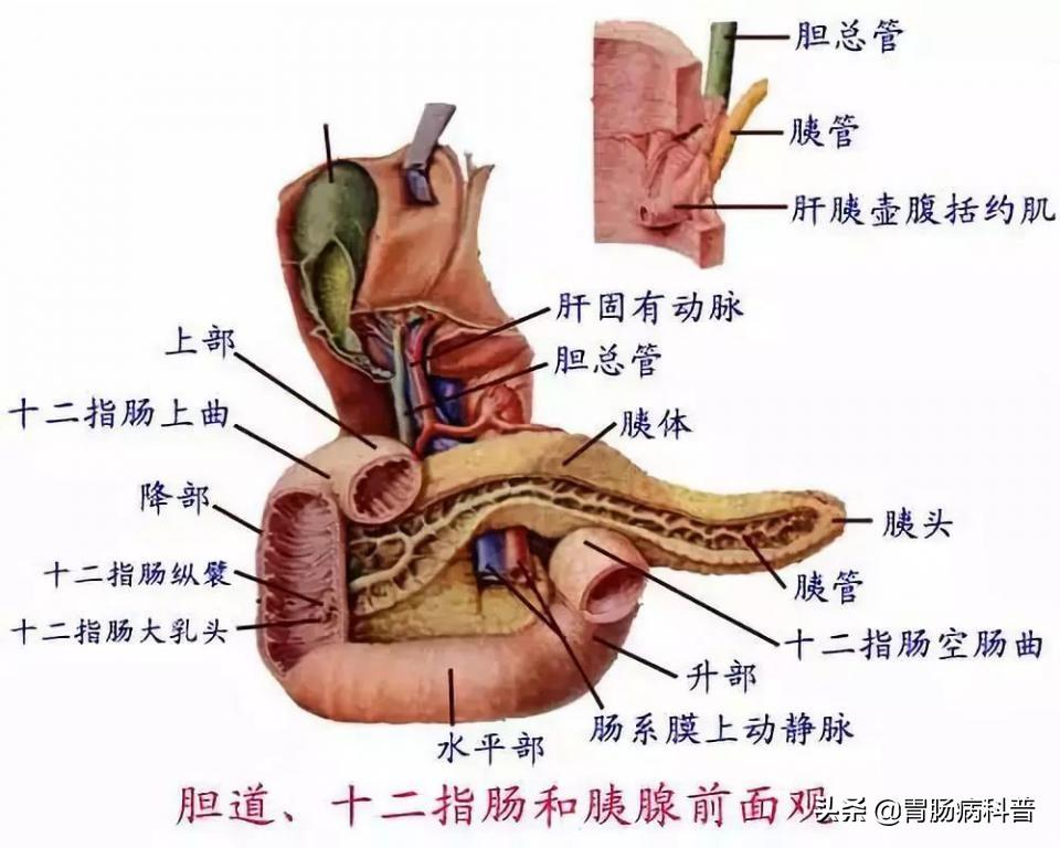 人的肠道有多少米，肠道大概多少米（消化系统解剖图谱+详解）