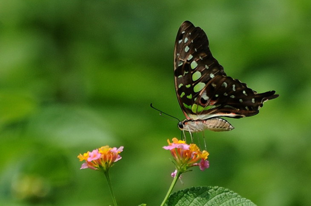 蝴蝶生活习性，蝴蝶王国（蝴蝶的生活环境和特点）
