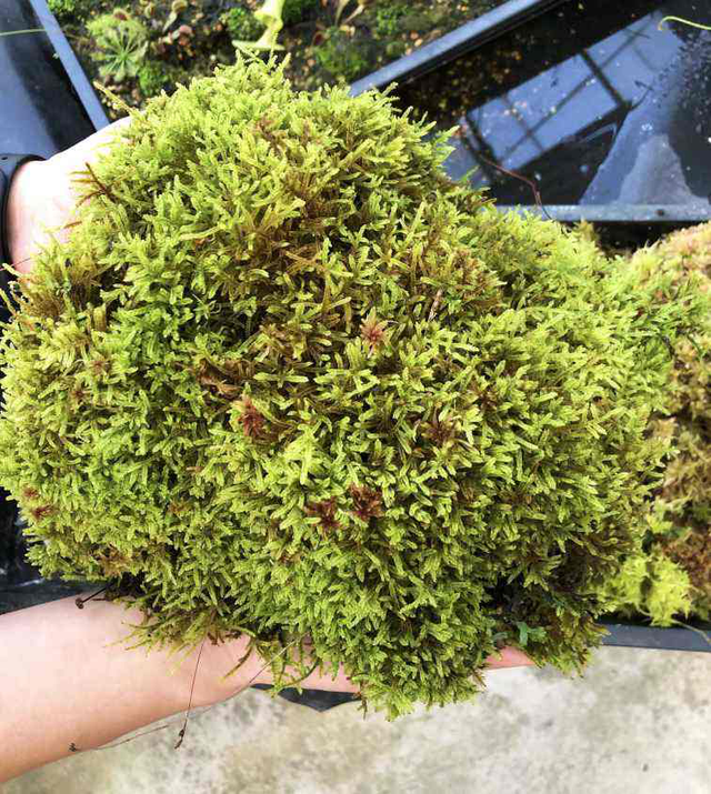 苔藓（苔藓植物），挖块回家这么养美似仙境（苔藓苔藓植物苔藓）