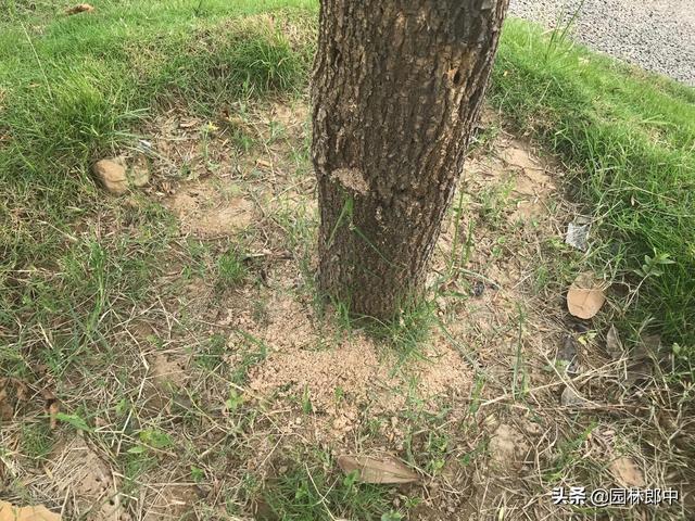 韧皮部是树的哪个部位，韧皮部在树的什么部位（白蜡树树干上有很多虫孔）