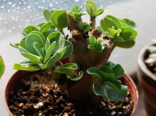 绿萝好养吗,绿萝怎样栽培(绿萝竟然排在倒数第1) 绿萝好养吗,绿萝怎样栽培(绿萝竟然排在倒数第1)