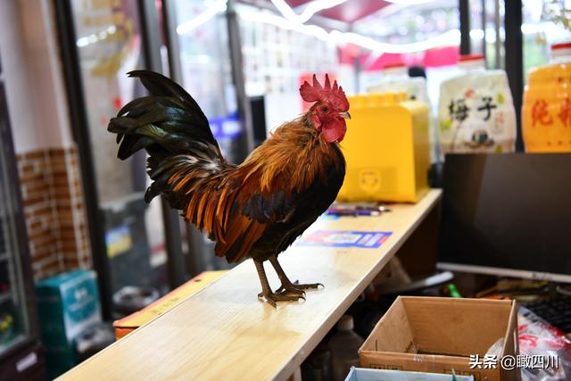 鸡的寓意和象征，鸡的象征意义（火锅店前台养活鸡当“招财鸡”）