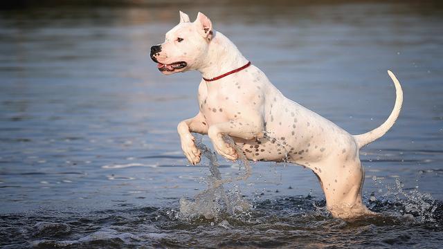 世界十大名犬排行榜，世界十大名犬排行榜中国（盘点世界上最强大的10种狗）