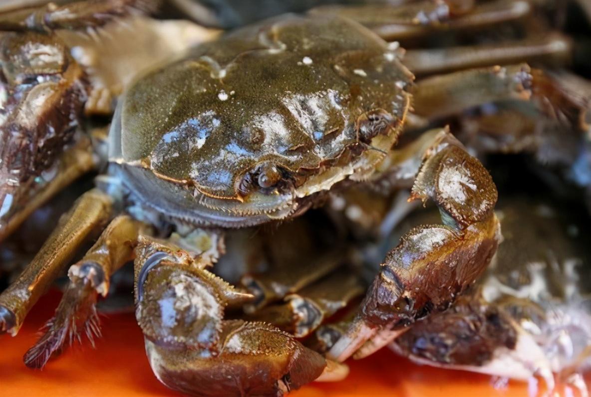 螃蟹蒸多久可以吃，螃蟹蒸多久可以吃 百度网盘（掌握2技巧2时间）