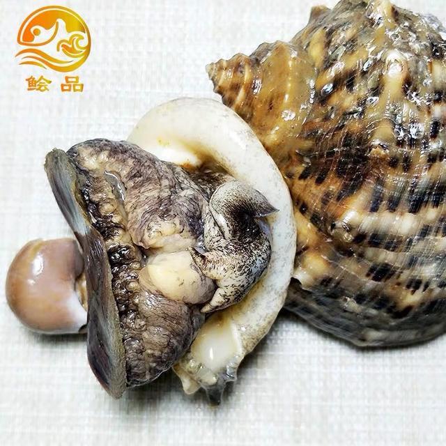海螺不能吃部位详解图，海螺哪些部位不能吃（但是这两个部位一定别吃）