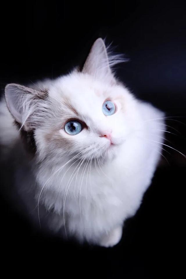 猫猫图片，我喜欢的样子你都有（宠物猫品种大全及图片）