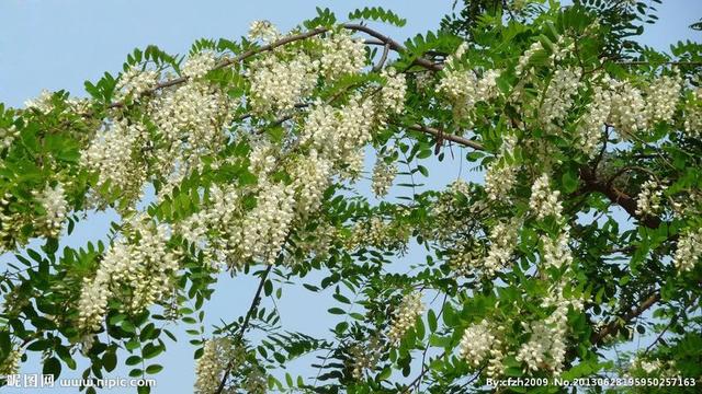 风水树都有啥树 风水有什么禁忌，风水树都有啥树（你认为有道理吗）