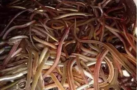 请问清炸小扒皮鱼的做法，炸小剥皮鱼的做法大全（今后再也不怕不认识海鲜了）